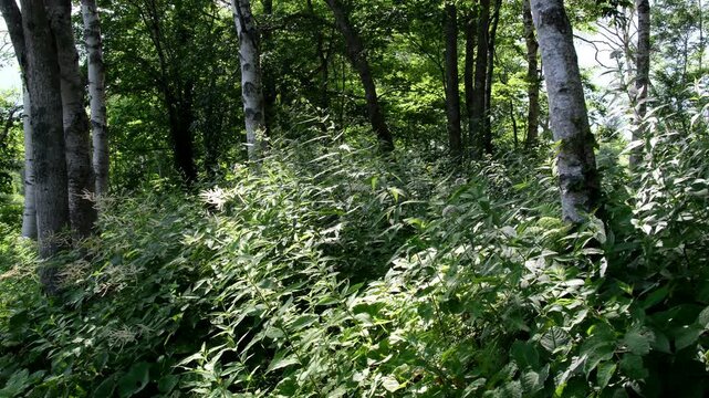 白樺林と山野草