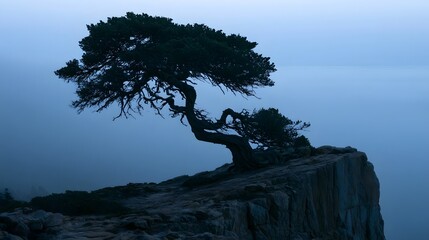Fototapeta premium Minimalist Juniper Silhouette on Fog-Shrouded Cliff at Dusk