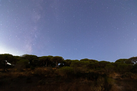 Observando desde el pinar la v&iacute;a l&aacute;ctea en un cielo estrellado 