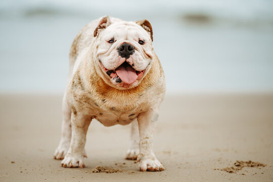 A British Bulldog at the beach 