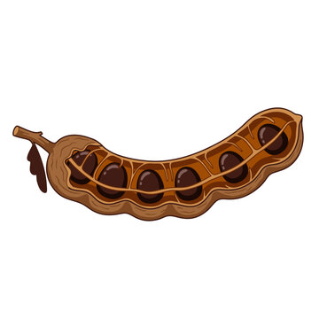 Tamarind pod with exposed seeds vector illustration tamarind tropical ingredient botanical agriculture culinary isolated illustration vegetarian nutrition