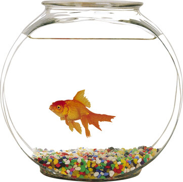 Close-up overhead view of a orange betta fish swimming in a circular fishbowl