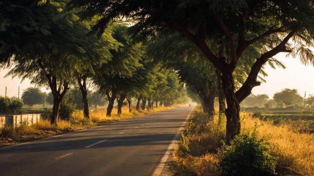 Serene Roadway Flanked by Lush Green Trees Under Warm Golden Light during Early Morning Hours