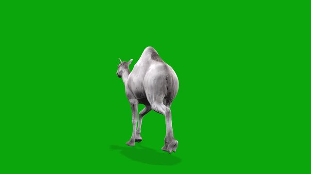 4k Albino camel run cycle loop back view animation on isolated Green Screen Animal, 3D realistic white kohi camel running rendering on the chroma key