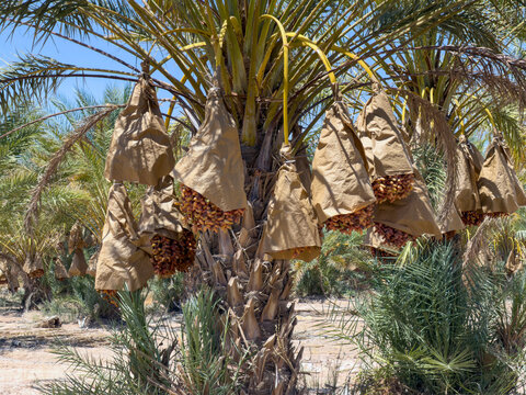 Date Palm trees with large bunches of juicy dates wrapped for protection and ripening in the hotel desert sun.