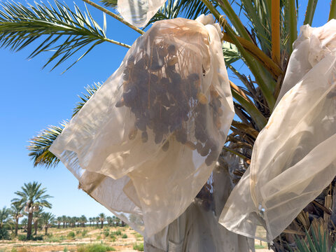 Date Palm trees with large bunches of juicy dates wrapped for protection and ripening in the hotel desert sun.