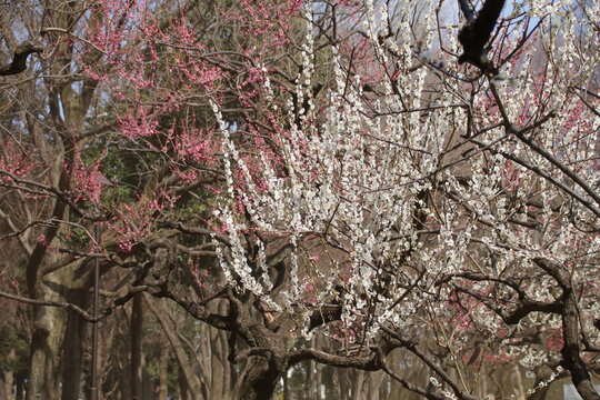 梅の花。砧公園の梅林。
