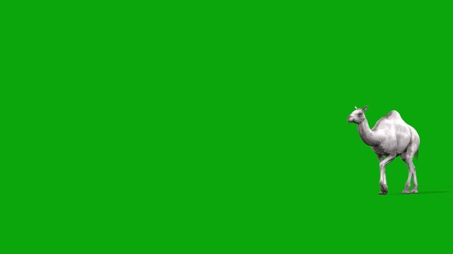 4K albino camel walk. Enters on the left side and exits on the right side; animation on an isolated Green Screen. Animal: 3D realistic white Kohi camel walk rendering on the chroma key