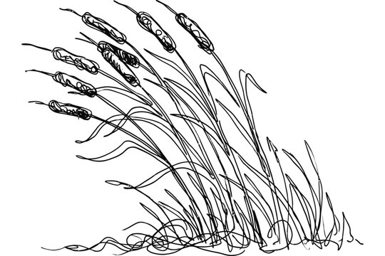 A hand drawn sketch of a cluster of cattail plants.