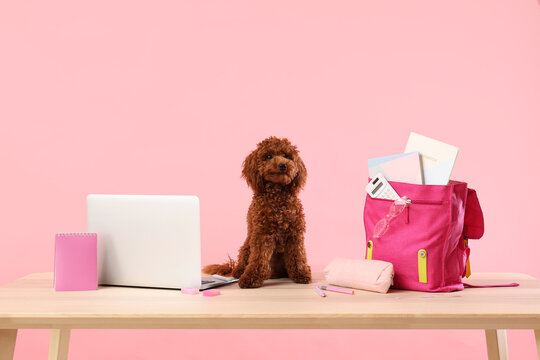 Cute brown poodle dog sitting on a wooden desk with a laptop and school supplies against a pink background