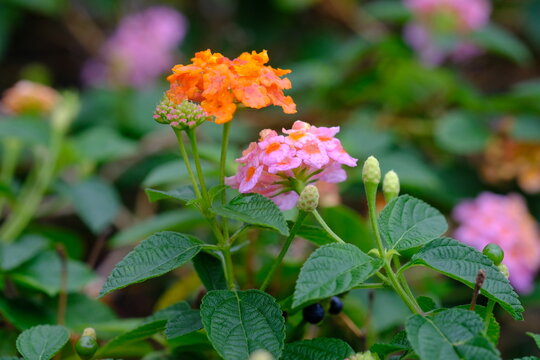 Saliara is a type of flowering plant in the Verbenaceae family that originates from the tropical regions of Central and South America. Lantana camara.