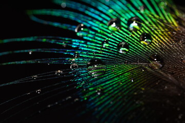 Stunning macro close-up of an iridescent peacock feather covered in glistening water droplets, showcasing vivid blue-green barbs against a black background. Perfect for abstract nature design projects © Macro Buddy