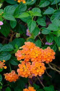 Saliara is a type of flowering plant in the Verbenaceae family that originates from the tropical regions of Central and South America. Lantana camara.