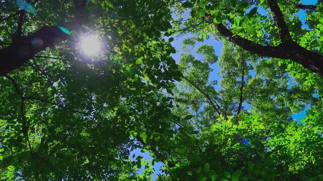 Sunburst and lens flare through tree canopy swaying in strong wind under blue sky in 4K