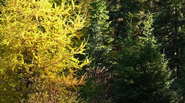 Autumn colored bright yellow larch trees on a dark green background of spruce trees moving in a light wind