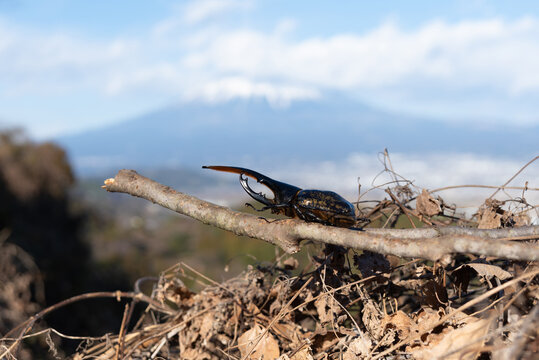 A male Hercules beetle on a branch with the iconic Mount Fuji and Japanese landscape in the background. Nature, wildlife, and travel in Japan concepts.