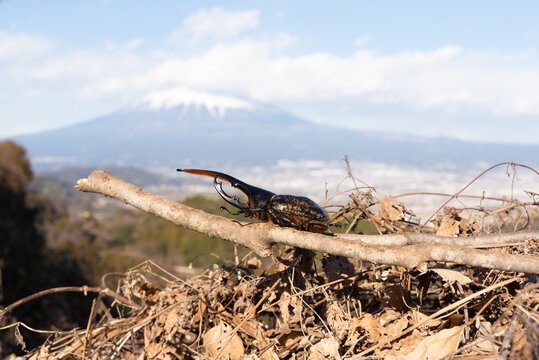 Male Hercules beetle perched on a branch with the iconic Mount Fuji in the background, set within a dry, natural Japanese landscape. Wildlife photography.