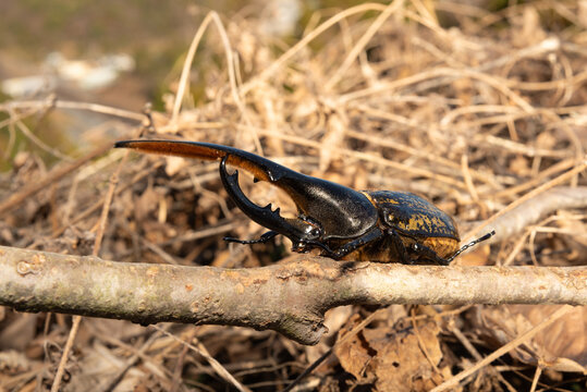 Close-up side profile of a male Hercules beetle perched on a textured branch, surrounded by dry twigs and natural woodland background. Macro nature and entomology.