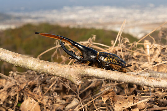 Close-up side profile of a male Hercules beetle perched on a textured branch, surrounded by dry twigs and natural woodland background. Macro nature and entomology.