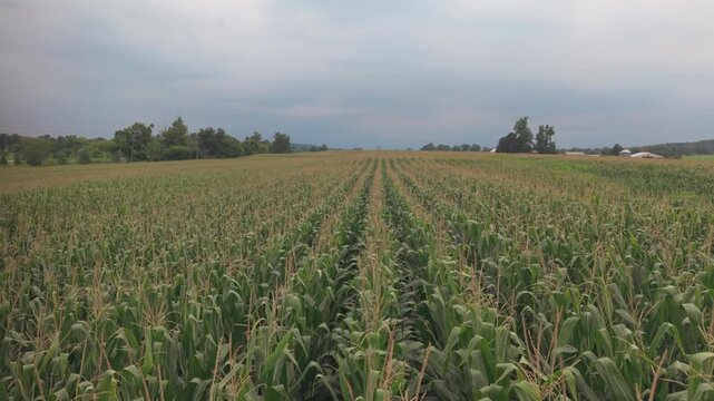 Close view of green corn crop field with tassels extending to distant farm buildings and trees