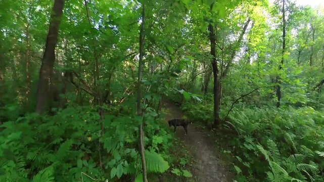 Walking along a narrow trail through a summer forest with a cute dog