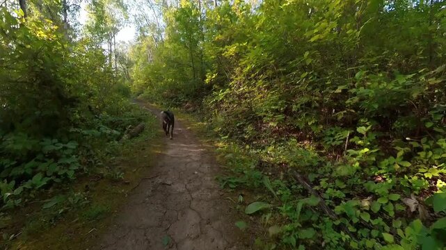 Tine-planet view of a man and his dog walking along narrow trail through a thick northern forest
