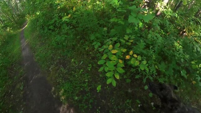 Wide-angle view of a brindle colored dog running along a dirt path to greet his owner