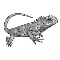 Fototapeta premium Detailed Black and White dragon Lizard Illustration Isolated on White Background