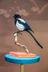 Obraz premium Bird specimen on the branch