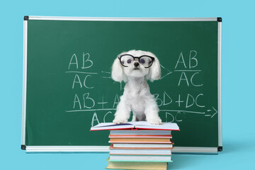 Fototapeta premium Cute Maltese dog in eyeglasses with books and green chalkboard with formulas on blue background