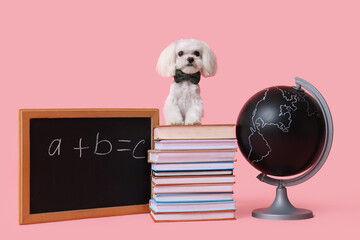 Fototapeta premium Cute Maltese dog, globe, stack of books and chalkboard with math formula on pink background