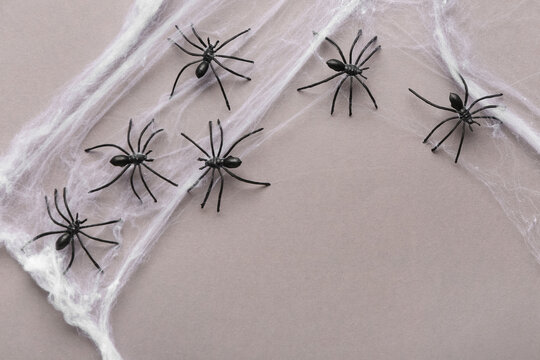 Cobweb with spiders for Halloween party on grey background