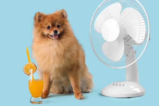 Cute Pomeranian spitz with electric fan and glass of orange juice on blue background