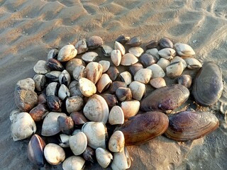  A pile of fresh raw clams on the wet sand beach during golden hour. © Rokiyeh