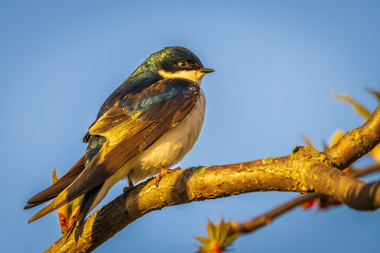 Close-up portrait of a Tree Swallow (Tachycineta bicolor) in golden morning light at Bayfront Park, Hamilton.