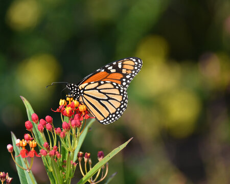 Monarch Butterfly on Tropical Milkweed With Copy Space
