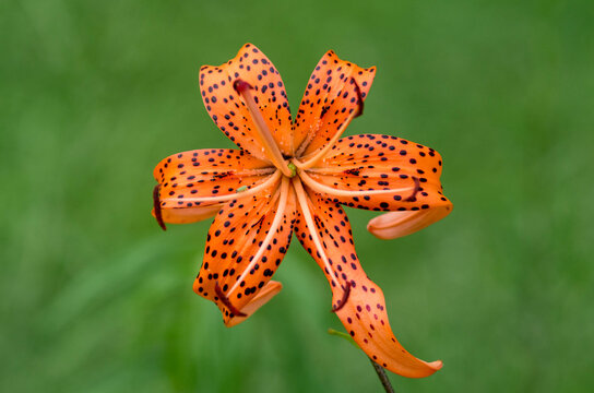 Orange tiger lily flower in bloom on soft green background. Vibrant orange tiger lily in full bloom with distinctive black spots, isolated against a soft green natural background. 