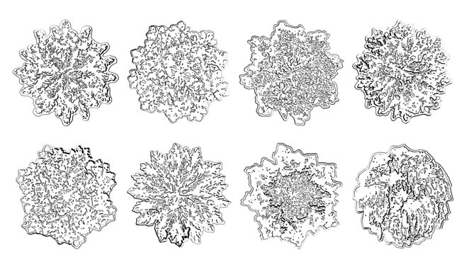 Collection of eight top view cad plant silhouettes detailed botanical illustrations for landscaping design and architectural visualization isolated on transparent background silhouette