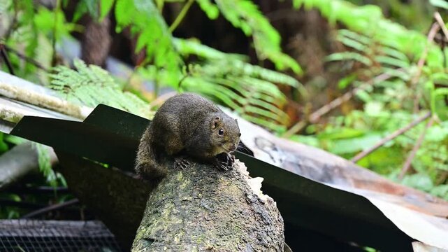 A Bornean mountain ground squirrel in Kinabalu Park, Malaysia. This squirrel frequently forages around dustbins along the Kinabalu summit trail.