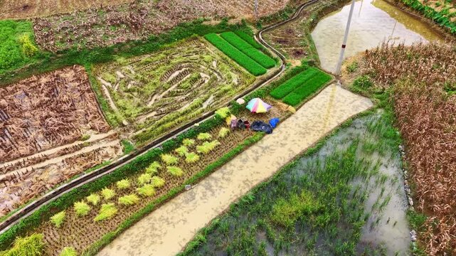 Cinematic aerial: Teamwork rice harvesting and threshing in autumn paddy fields