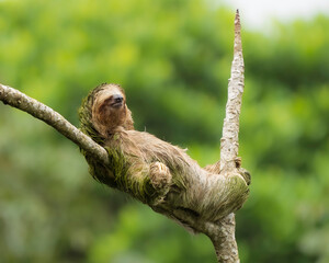 A beautiful sloth taking a nap in a tree, without a care in the world, simply enjoying life.  © Rodolfo González