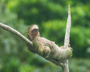 A beautiful sloth taking a nap in a tree, without a care in the world, simply enjoying life.  © Rodolfo González
