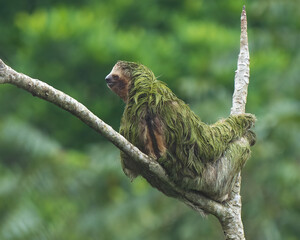 A beautiful sloth taking a nap in a tree, without a care in the world, simply enjoying life.  © Rodolfo González