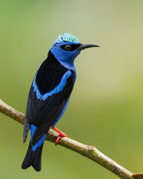 Red Legged Honeycreeper.
The red-legged honeycreeper is a small songbird in the family Thraupidae, the tanagers and allies. It is regularly found in Mexico, every Central American country, Trinidad an