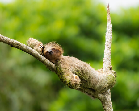 A beautiful sloth taking a nap in a tree, without a care in the world, simply enjoying life.