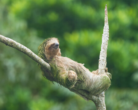 A beautiful sloth taking a nap in a tree, without a care in the world, simply enjoying life.	