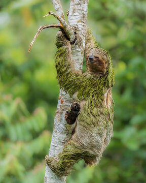 A beautiful sloth taking a nap in a tree, without a care in the world, simply enjoying life.	