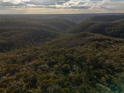 Aerial view of dense forest in late afternoon light fly over eucalyptus trees and valley.