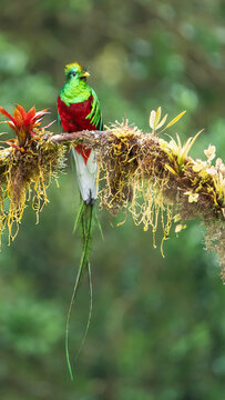 Resplendent quetzal
A vibrant quetzal bird perches on a mossy tree branch