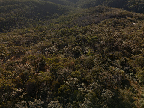 Aerial view of dense forest in late afternoon light fly over eucalyptus trees and trails.